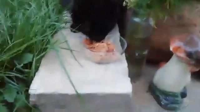 Отзыв о корме для кошек Prime Ever смотреть онлайн