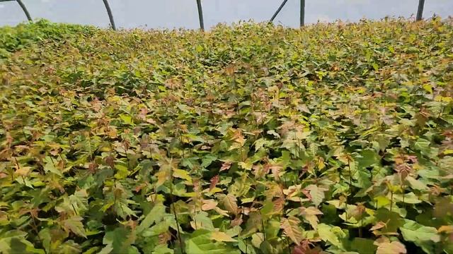 Amur Maple (Acer ginnala) seedlings growing May 18 at TreeTime.ca greenhouses смотреть онлайн