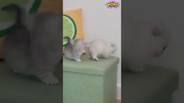 Домашние животные #20 смотреть онлайн