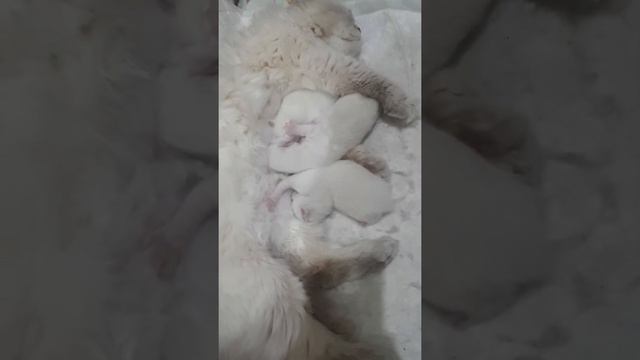 Шотландские котята колорики смотреть онлайн