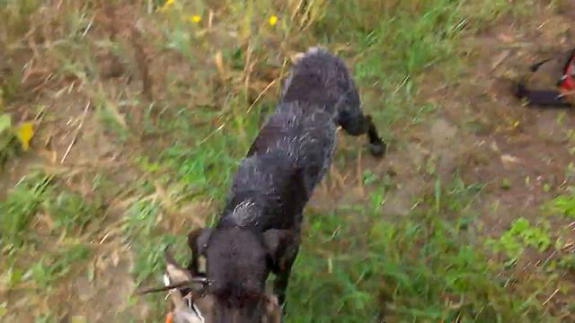 дратхаар руна подача утки смотреть онлайн