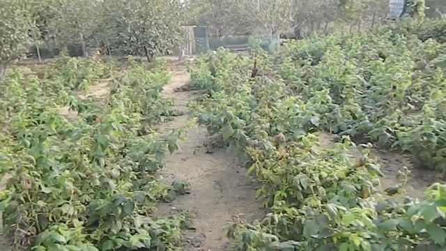 бизнес план выращивание || выращивание малины сорта || питомник смотреть онлайн
