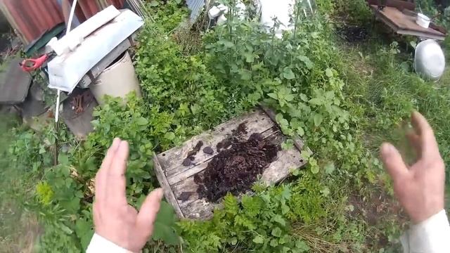 Обработка воскосырья. Солнечная воскотопка. смотреть онлайн