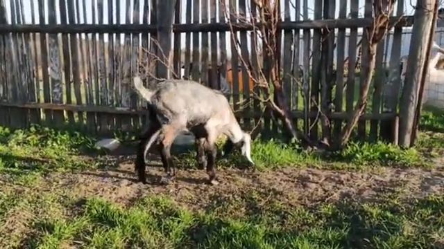 Пафос. Продажа. Волгоград. смотреть онлайн