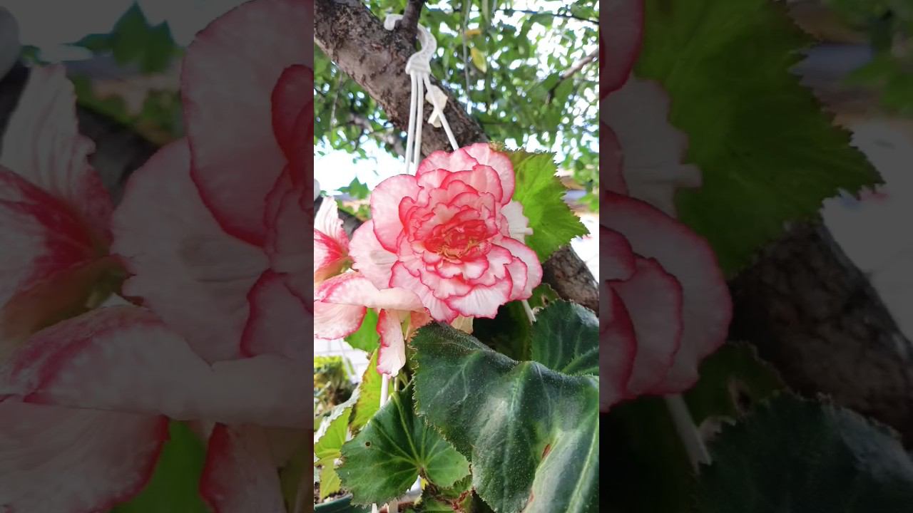 в первый раз решилась вырастить бегонии #shorts #garden #бегония смотреть онлайн