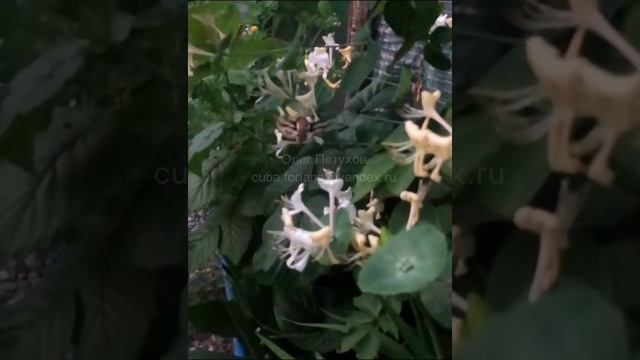 Куба. Cuba. 古巴。 10