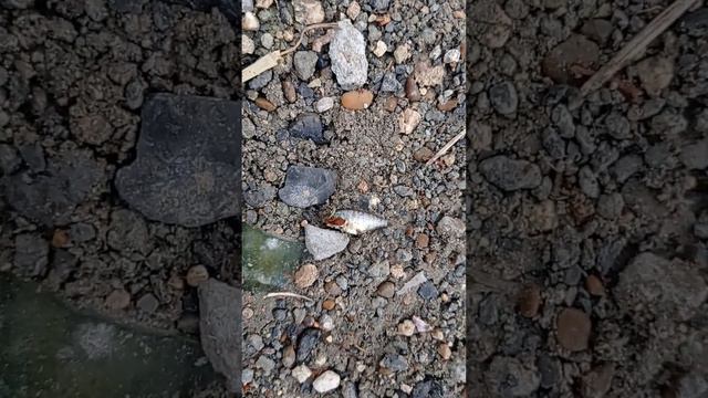 Regresando los peces a la Laguna. смотреть онлайн