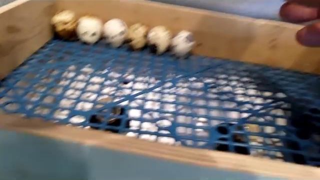 Часть 3. Первая закладка перепелиных яиц в инкубатор смотреть онлайн