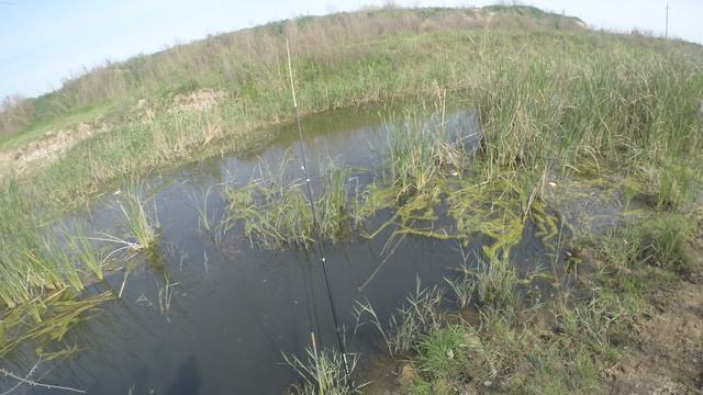 Ilon Bosh Ovlashga Bordim Bugun