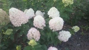 26 августа 2018 Метельчатые карликовые гортензии.