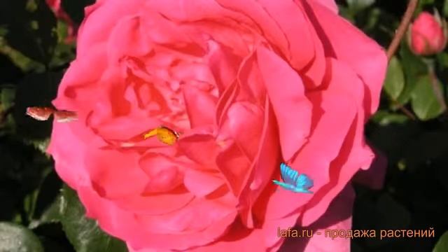 Роза плетистая Клайминг Парад ? обзор: как сажать, саженцы розы Клайминг Парад смотреть онлайн