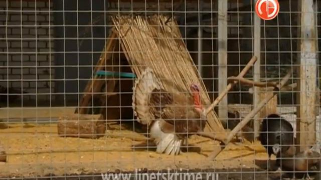 В Липецком зоопарке реконструировали летний «... смотреть онлайн