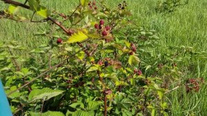 Ежевика, сорт Лох Тей