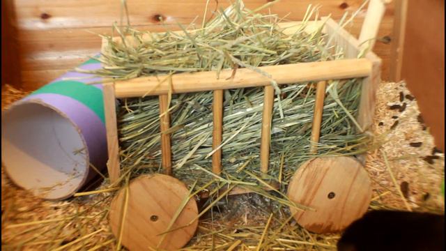 Karlie Hay Wagon ♥ Guinea Pig Hay Rack Review смотреть онлайн
