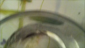Осветление волос перекисью. Миф или правда?/Strawberry/