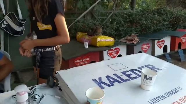 как живут кошки в Анталии.