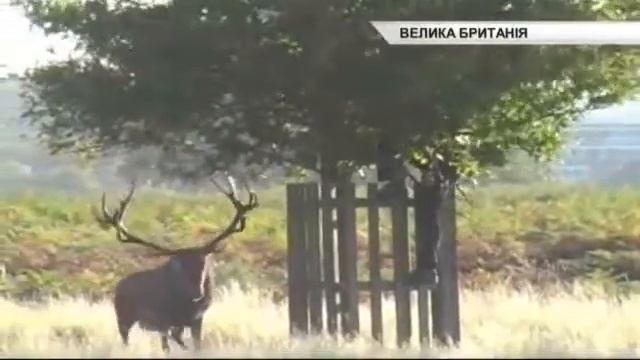 Смешной лось охраняет территорию смотреть онлайн
