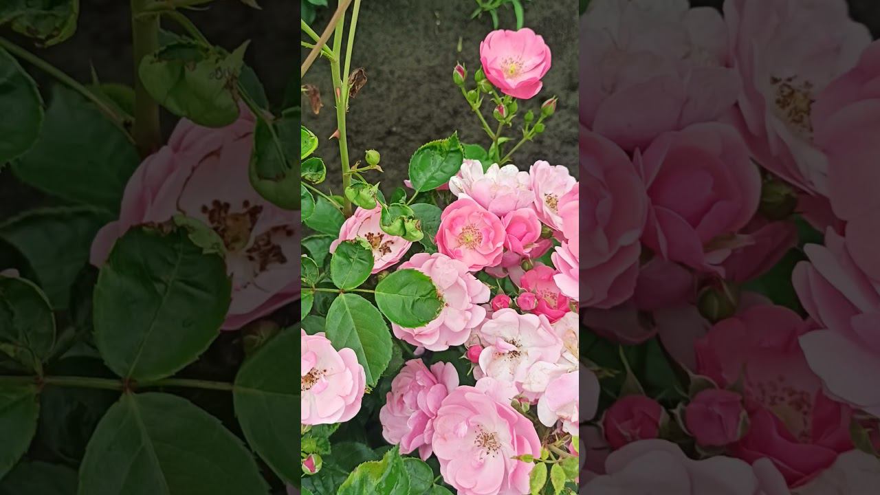 Анжела. Флорибунда. https://rose-bushes.ru/ смотреть онлайн