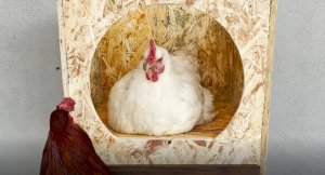 Яйцесборник без сена для кур несушек