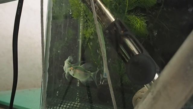 Нерест тернеции GloFish (зеленые) смотреть онлайн