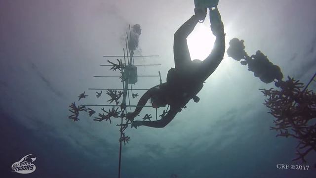 Lobster Dive смотреть онлайн