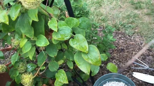 Successful propagation of Diamantina Clematis смотреть онлайн