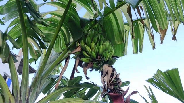 Musa Florida Banana। Variegated Edible Banana In Bangladesh.