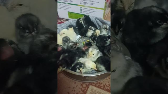 а вот цыплята которые выводились в прошлом ролике смотреть онлайн