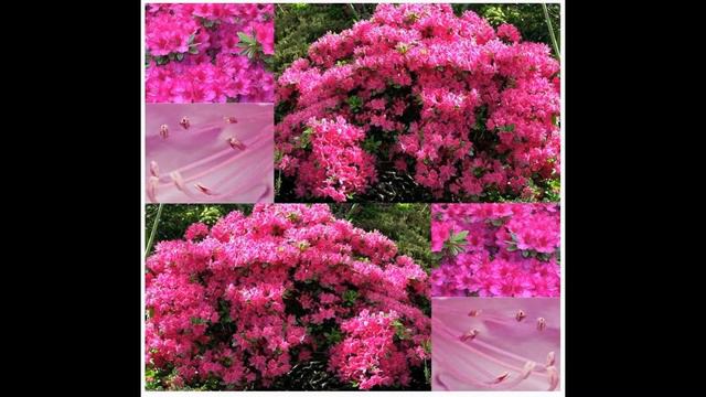 Rose Azalea - Rhododendron rosea FLOWER SEEDS on www.MySeeds.Co смотреть онлайн
