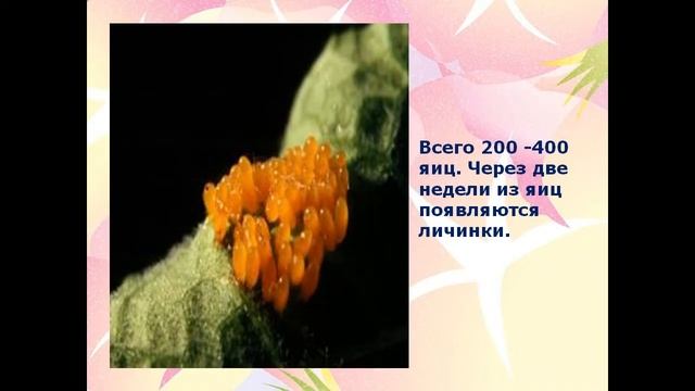 Жуки – усачи смотреть онлайн