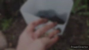 Пассифлора в открытом грунте. Лучший вариант посадки.