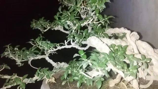 #bonsai Sakura micro#malphigia glabra#hong ngoc mai...#Malpighia#bonsai sarissa смотреть онлайн