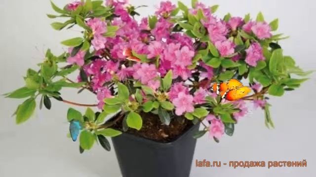 Азалия японская Кёнигштайн (konigstein) ? обзор: как сажать, саженцы азалии Кёнигштайн смотреть онлайн