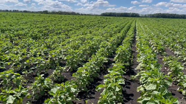 Подсолнечник клеарфилд отработали трибенурон-метилом. Часть2