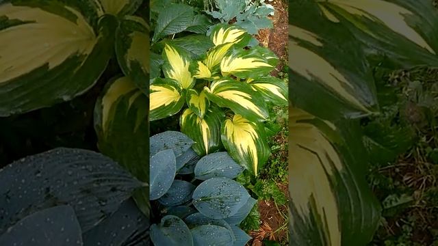 Хоста Кристмас Канди смотреть онлайн