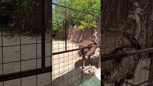 Страус живёт на Азовском Море в станице Голубицкая смотреть онлайн
