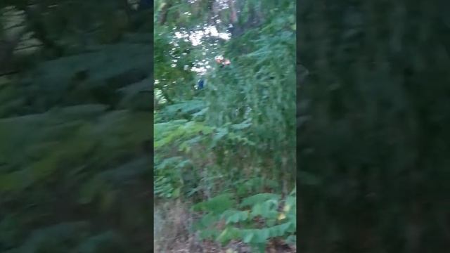 Огромные подъёмы на китай мото!!! BSE J5 на 177mm движке смотреть онлайн