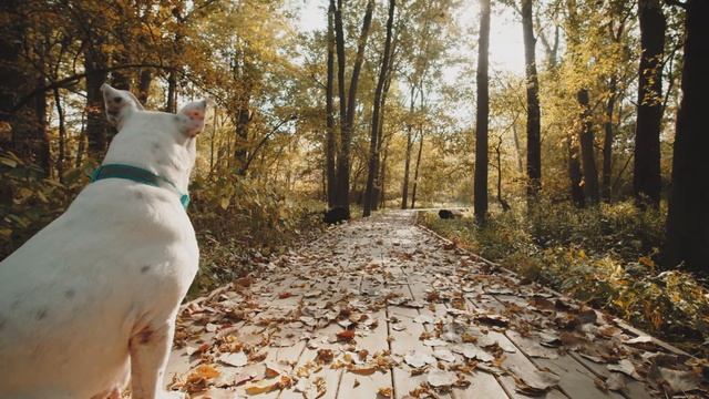 Фоновая музыка для учебы, работы и релаксации #2 смотреть онлайн