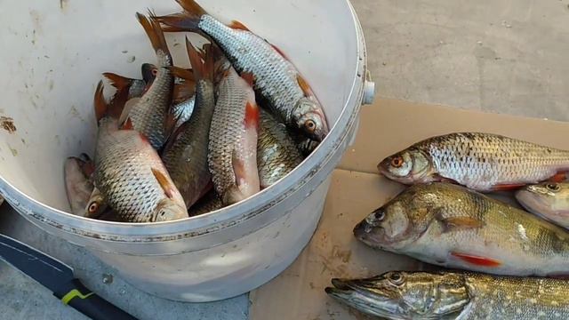 Рыбалка Воронежская обл. 17.08.23г. смотреть онлайн