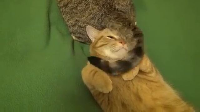 This annoying tail / Этот надоедливый хвост смотреть онлайн