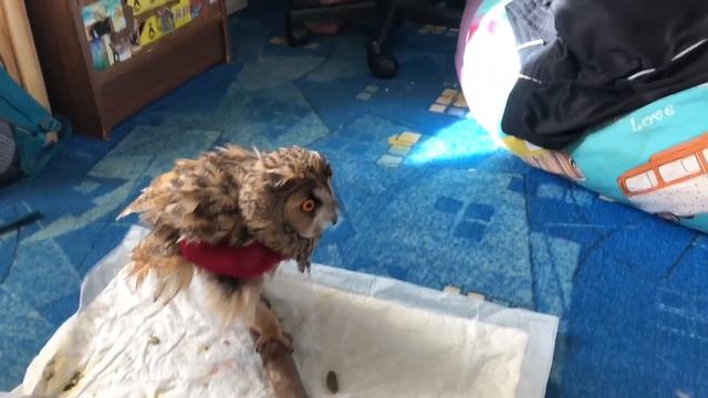 Ушастая сова из Мурманска напугала кота своим мяуканьем смотреть онлайн