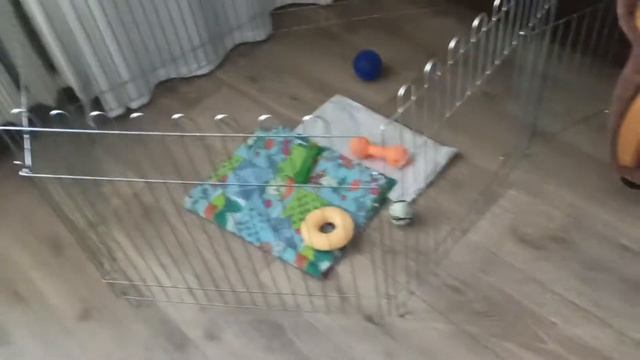 Игрушки для Джек Рассел терьера смотреть онлайн