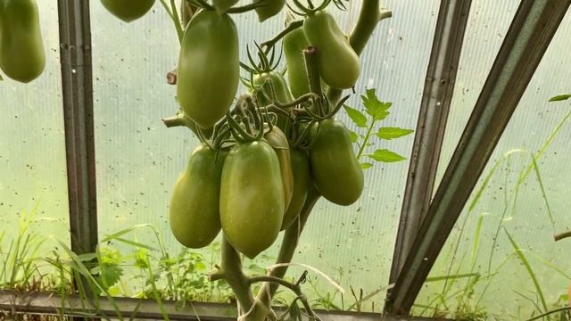 Томаты.Обзор сливовидных сортов томатов и карликов. смотреть онлайн