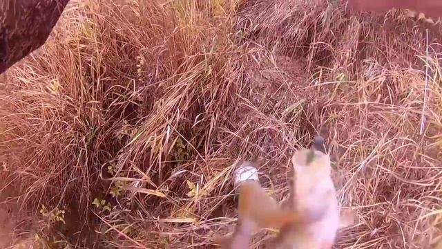 Эта собака знает ВСЕ РЫБНЫЕ МЕСТА! Ловим спиннингом в заветной ЯМЕ! Жизнь лесная. смотреть онлайн