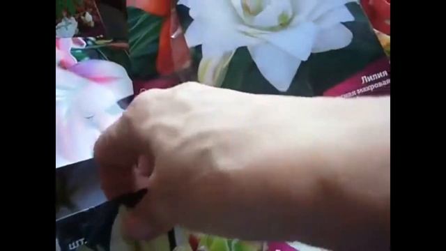 О лилии восторг души моей!!! Покупаем луковицы и.......??????7 смотреть онлайн