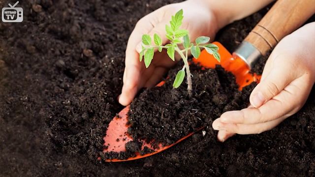 Расщелачивание почвы ? Доломитовая мука, зола, известь ? Советы опытного садовода смотреть онлайн