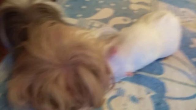 Знакомство морских свинок смотреть онлайн