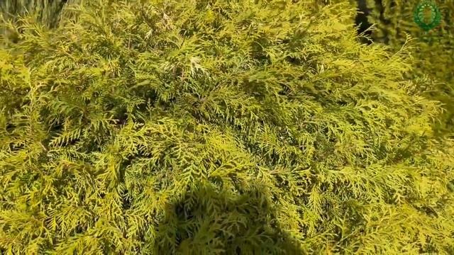 Уход за хвойными. Весенняя обрезка. 1 часть. Питомник ? и ? Е. Иващенко смотреть онлайн