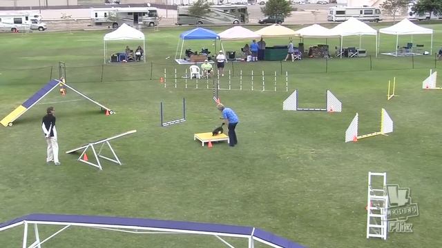 Frankie mini dachshund AKC standard agility смотреть онлайн