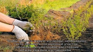 Барбарис Мария